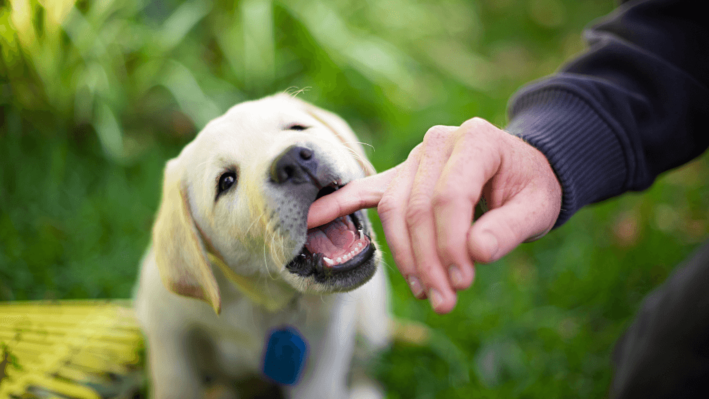 effective methods to stop puppy biting