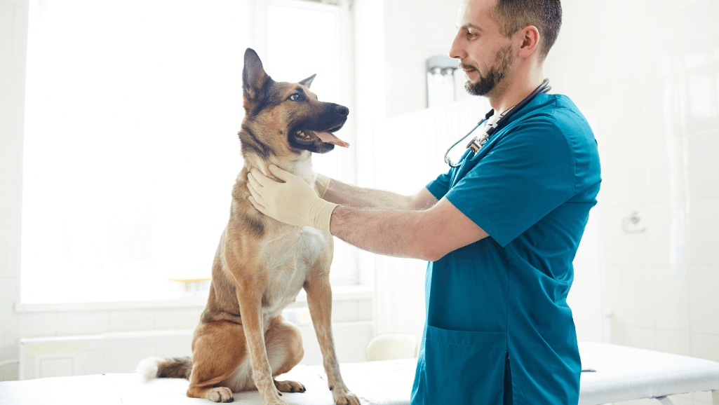 elderly canine calming aids