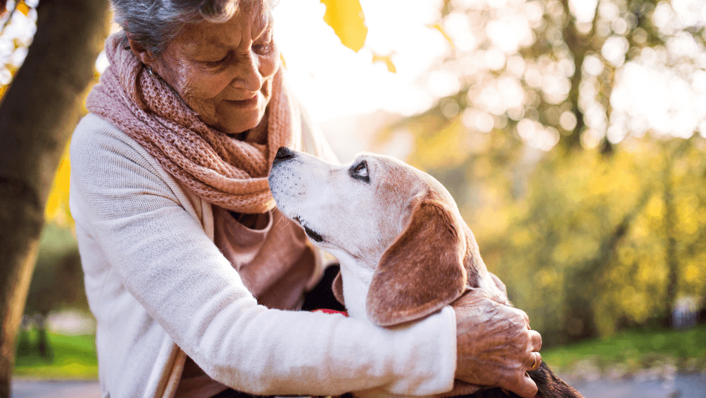 elderly canine schedule