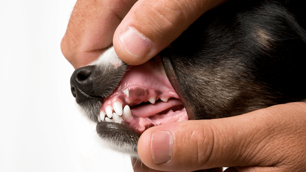 elderly dog gum disease