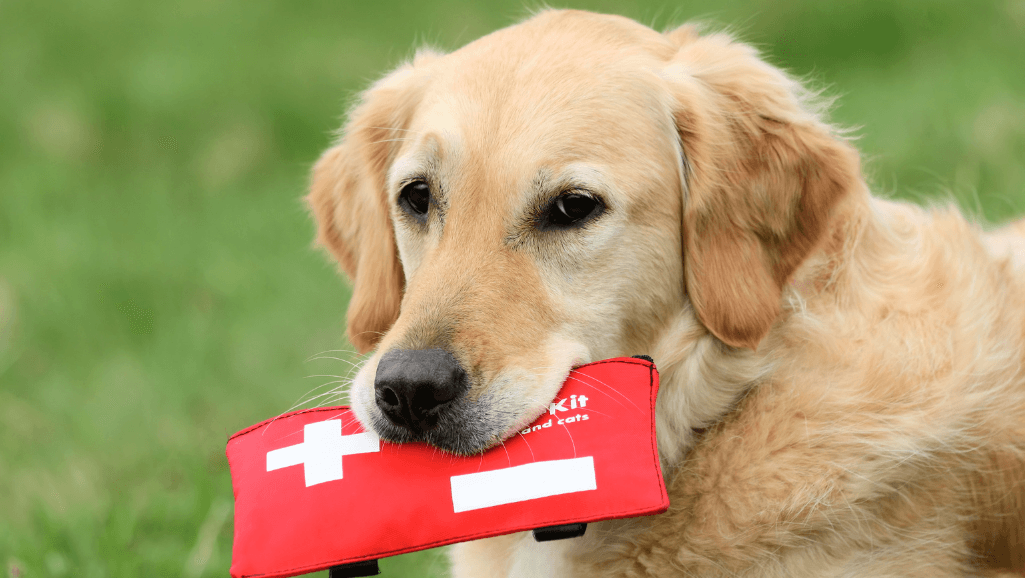 first aid for heat stroke in dogs