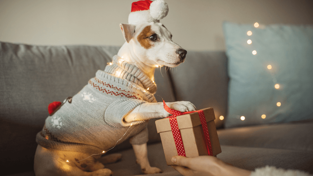 Best Gifts for Senior Dogs: Perfect for Aging Pets 1 gifts for senior dogs