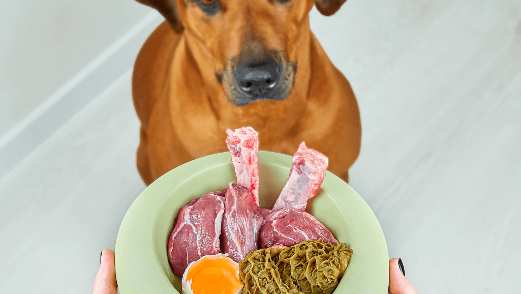 homemade senior dog food