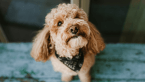 how to get a puppy to stop biting