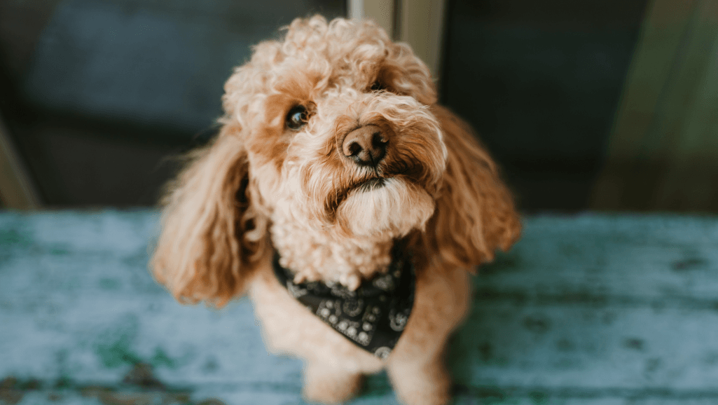 how to get a puppy to stop biting