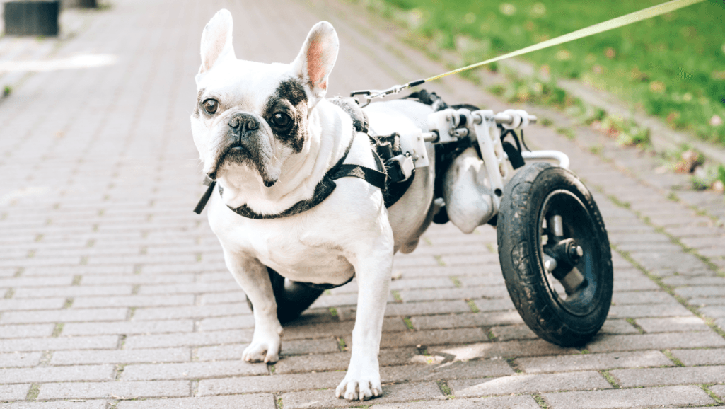 mobility assistance for dogs