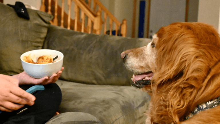 Best Moist Dog Food for Senior Dogs | Nutrition Guide 103 moist dog food for senior dogs