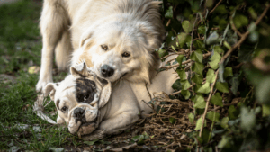 my old dog will not walk