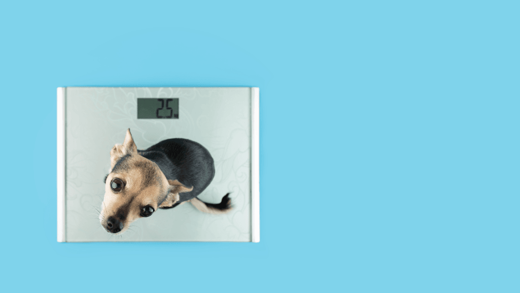 Old Dog Losing Weight: Warning Signs & Solutions 1 Displaying Cherished Memories