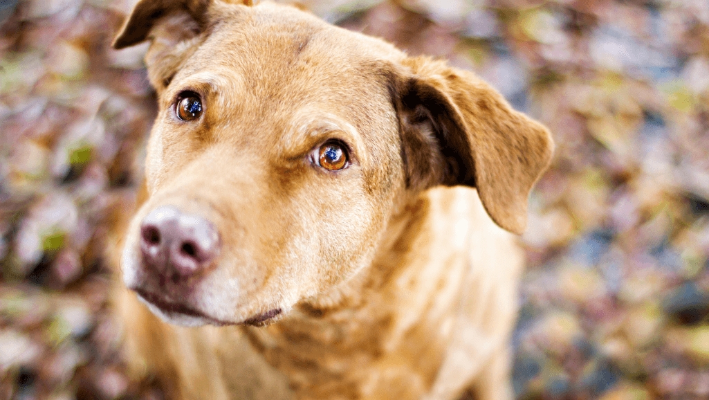 omega-3 fatty acids for senior dogs