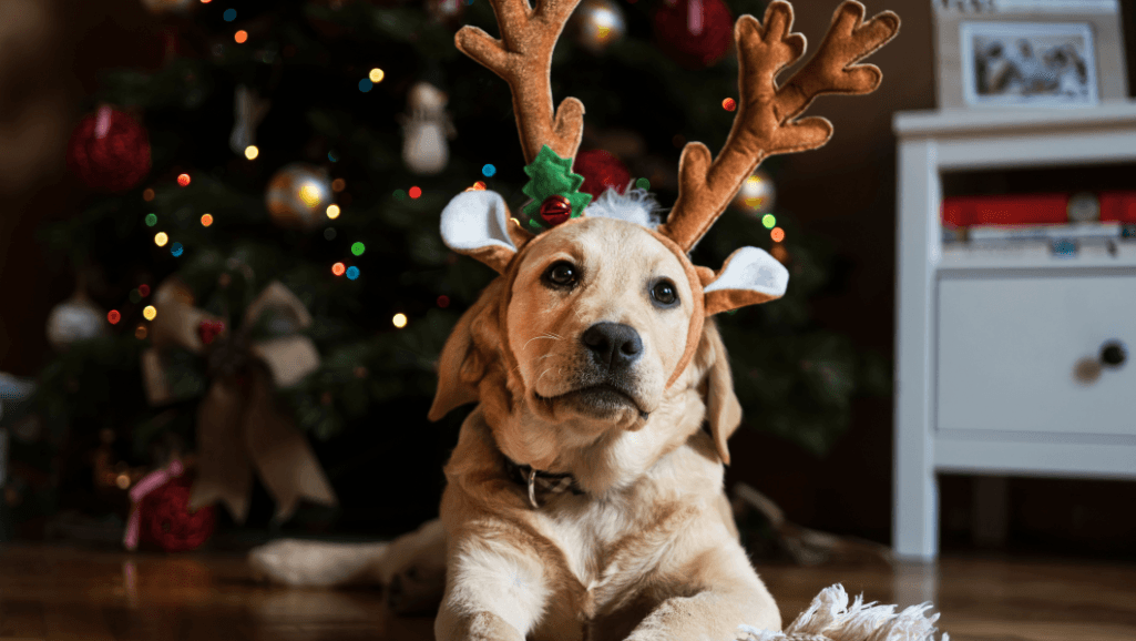 pet memorial gifts