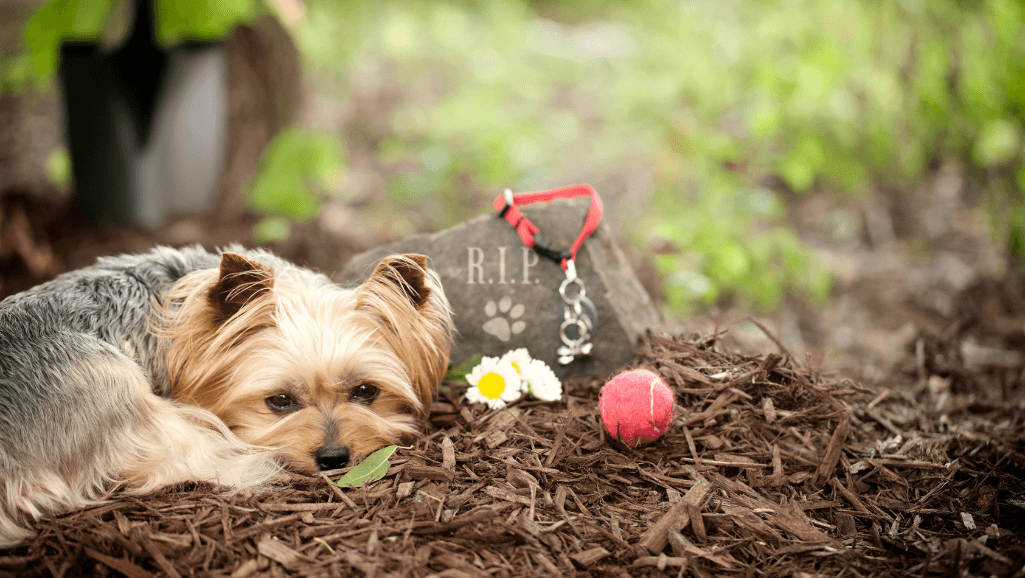 pet memorial quotes
