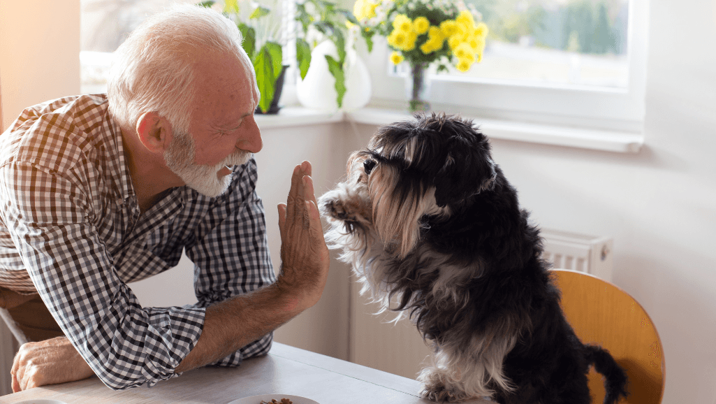 probiotics for senior dogs