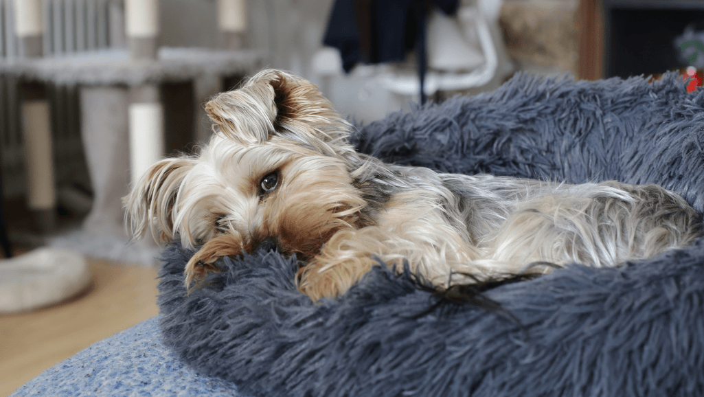 Recognizing Dehydration in Dogs