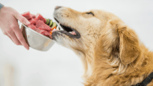 senior dog diet homemade