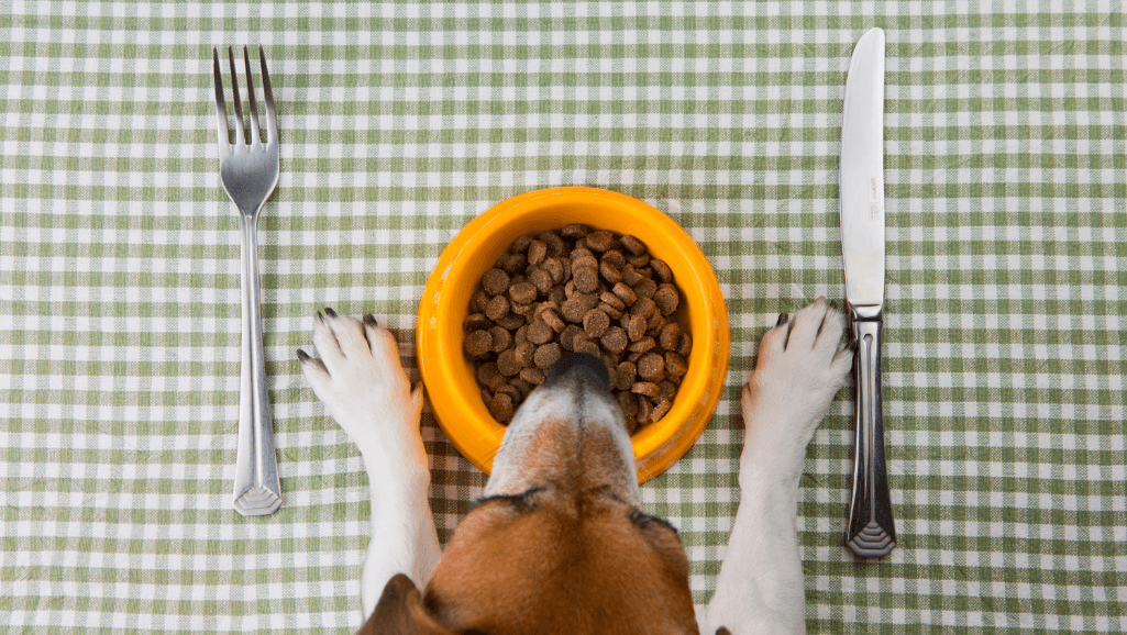 senior dog diet