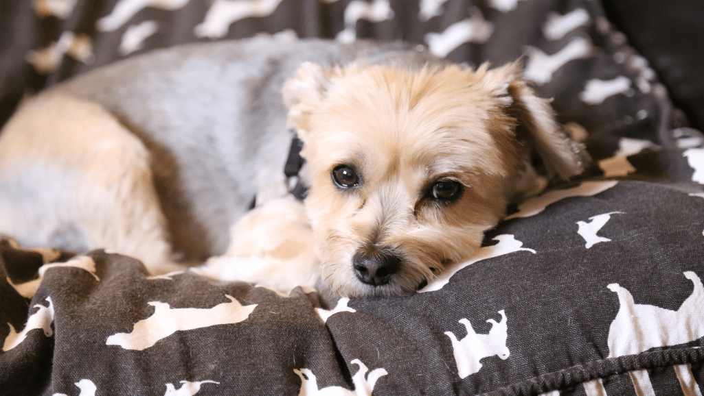 senior dog digestive issues
