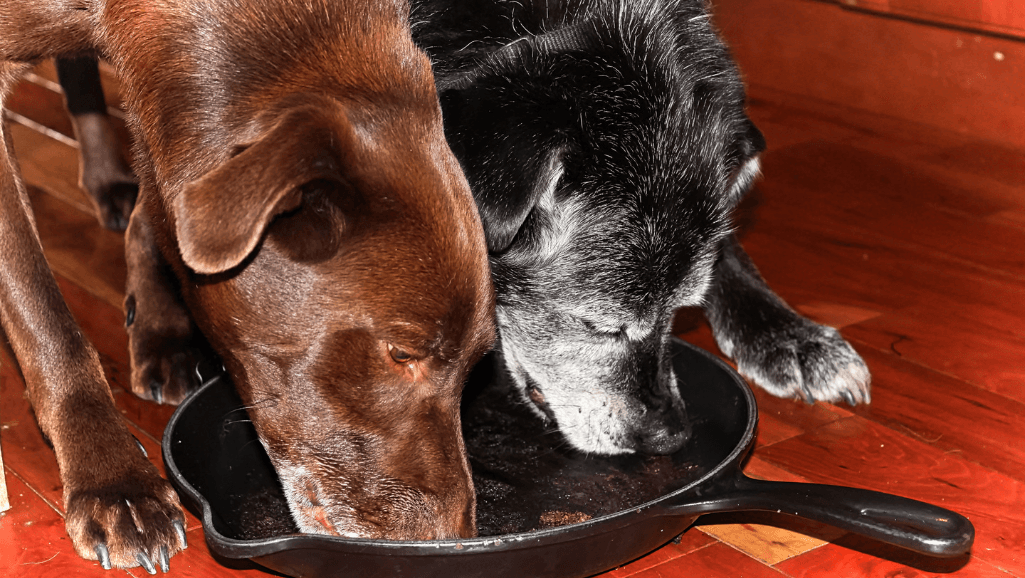 senior dog food recipes