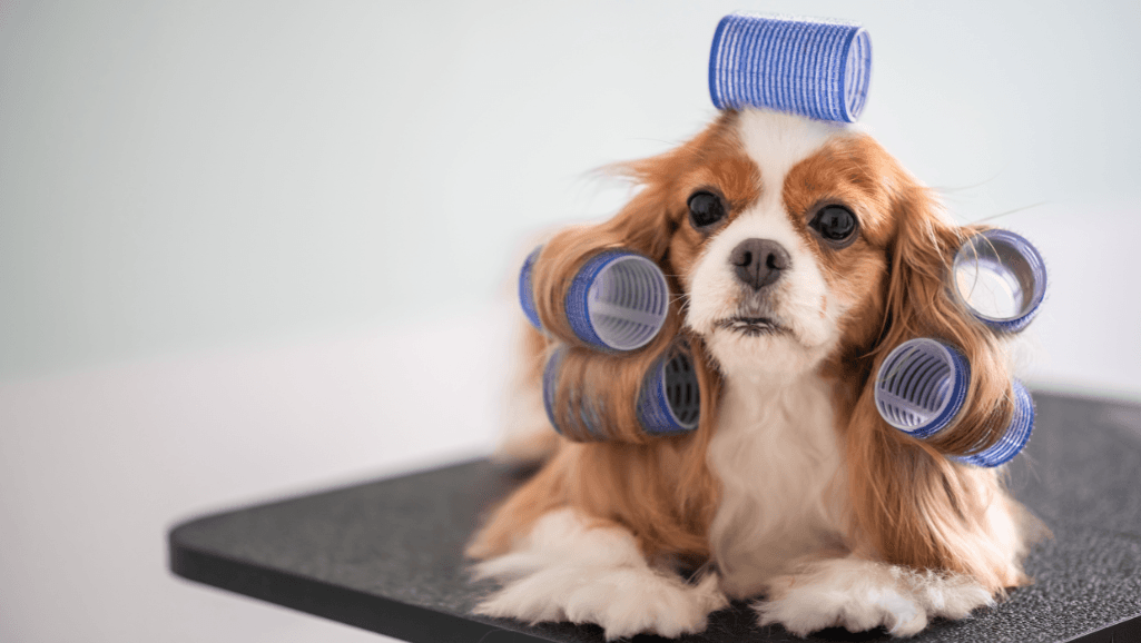 senior dog grooming tools