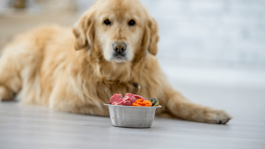 senior dog not eating but drinking water
