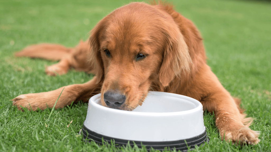 Senior Dog Not Eating But Drinking Water: Care Guide 1 senior dog not eating but drinking water