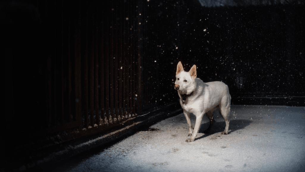 senior dog panting at night