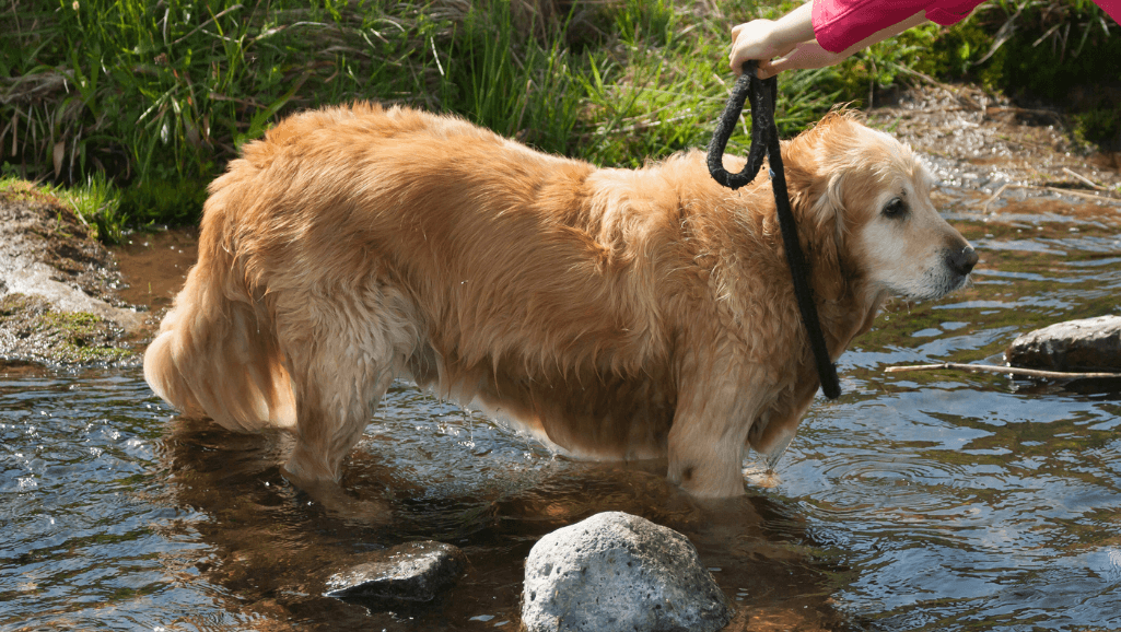 senior dog reluctant to walk