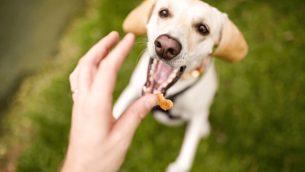senior dog treats