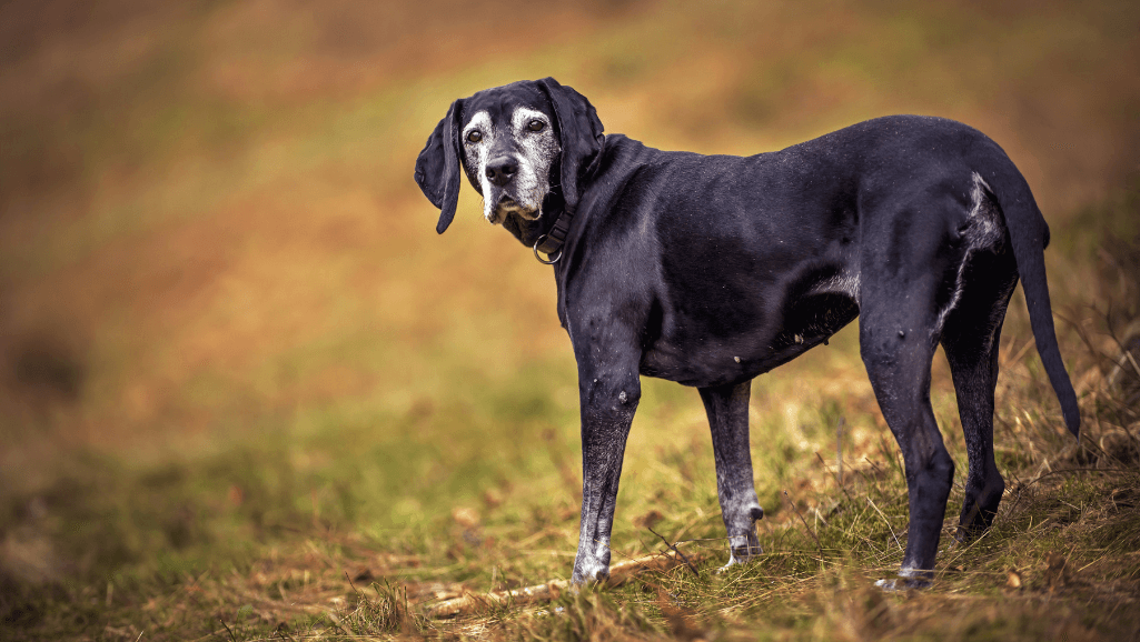 senior dog weight loss diagnosis