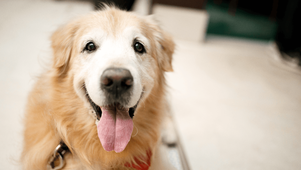 senior dog weight loss symptoms