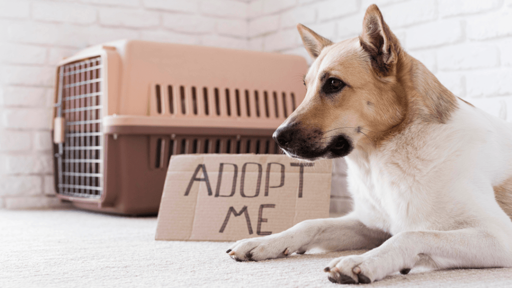 Senior Dogs for Adoption Near Me