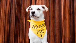 senior dogs for adoption near me