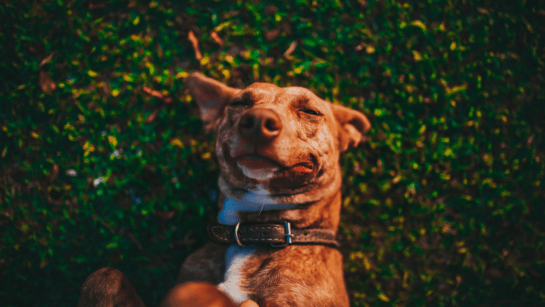 Short Message For My Dog Who Passed Away - Pet Loss Notes 1 short message for my dog who passed away