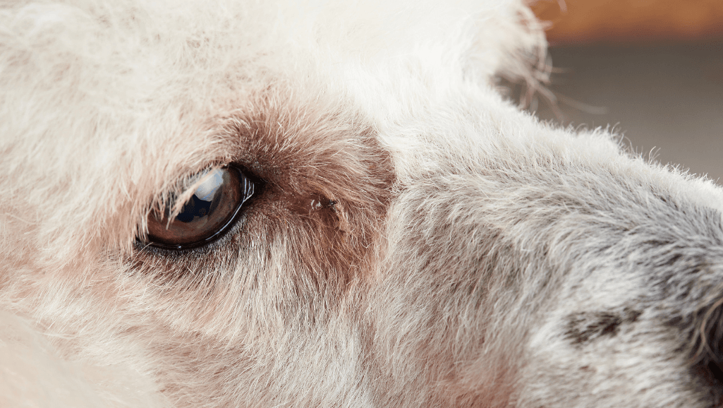signs of conjunctivitis in dogs