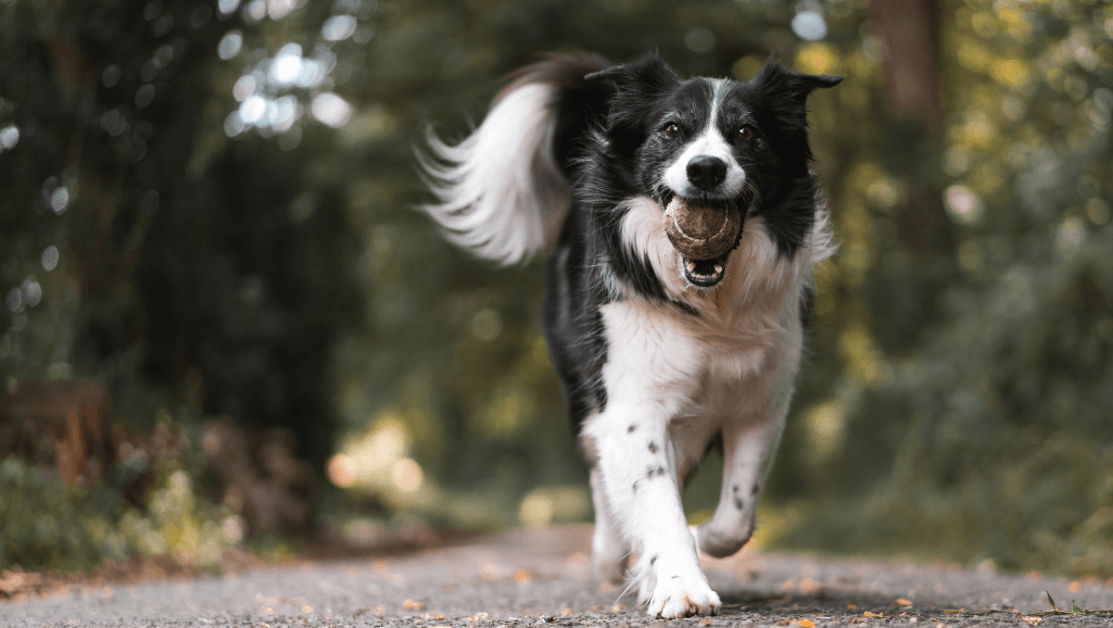 signs of pain in dogs