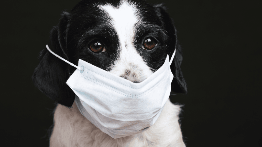 surgical correction