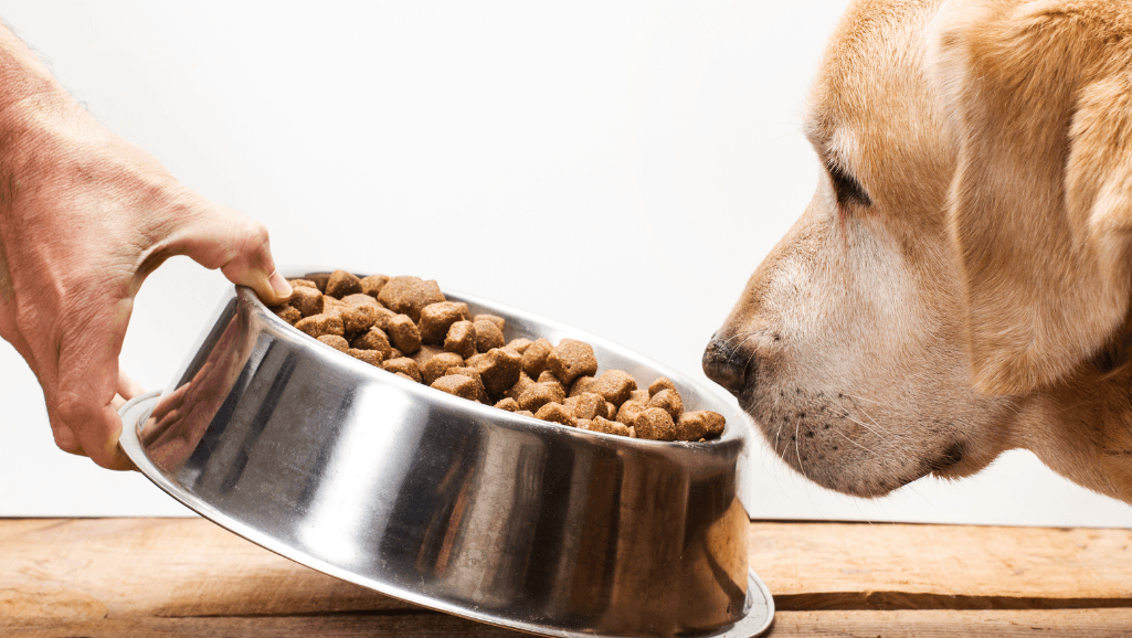 tempting senior dogs to eat