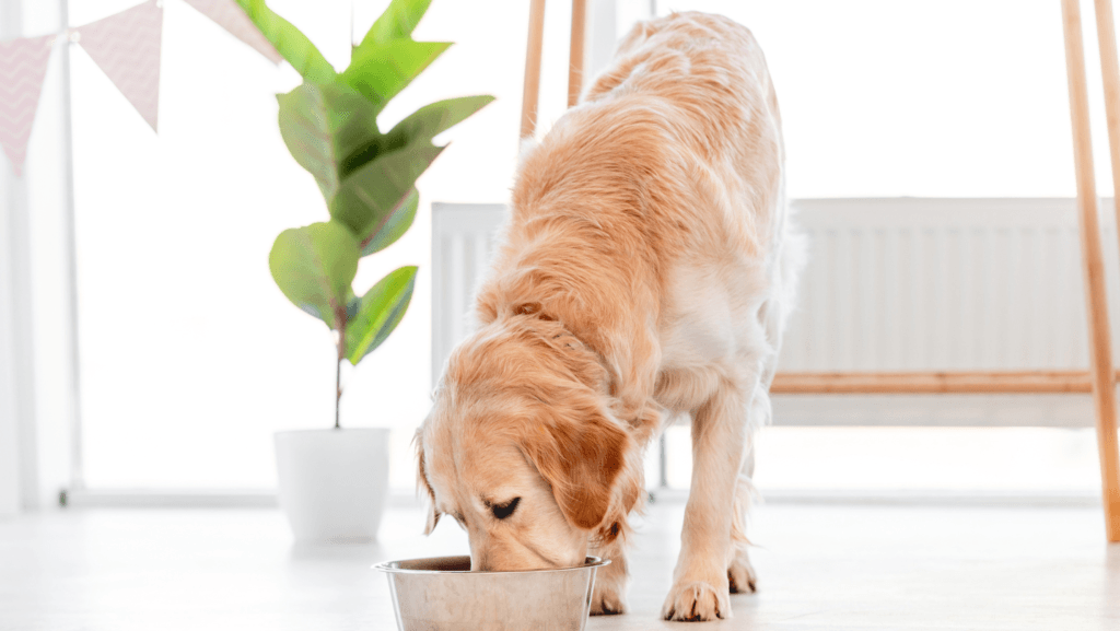 weight management for golden retrievers