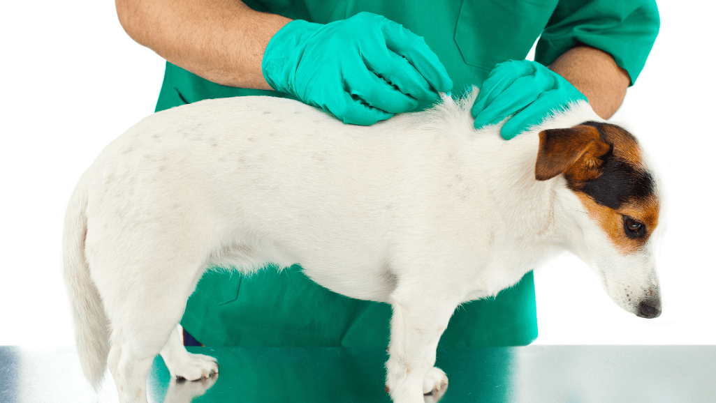 year-round flea and tick prevention