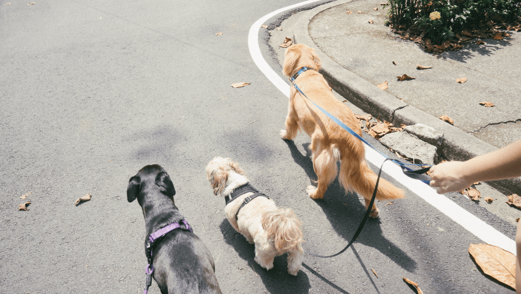 Best Practices for Dog Walks