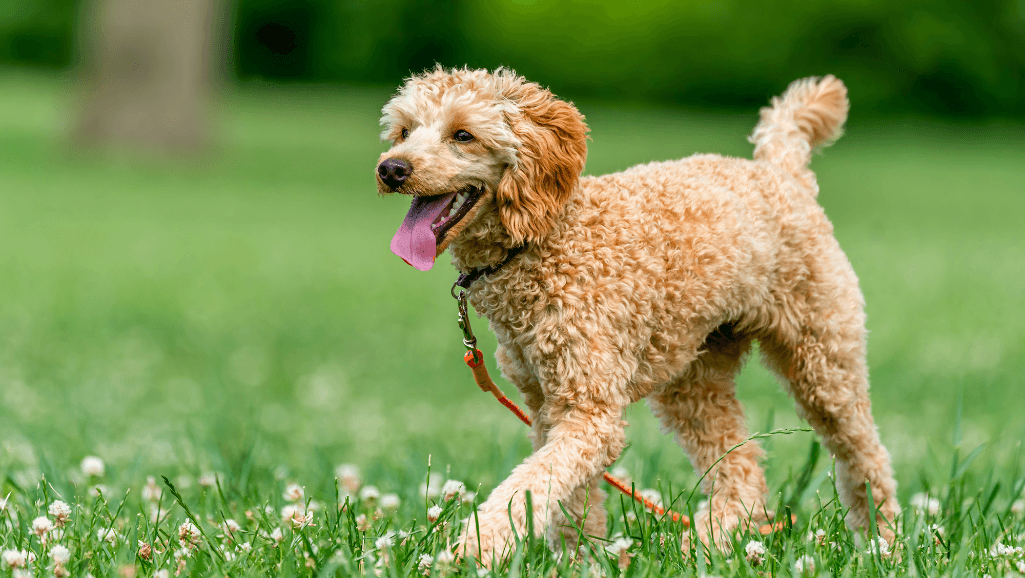 Dog-friendly walking routes