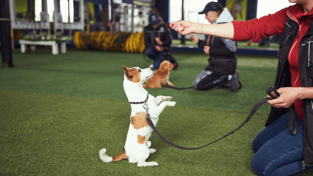 Dog practicing lay down command