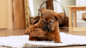 Dogs Keep Chewing Paws