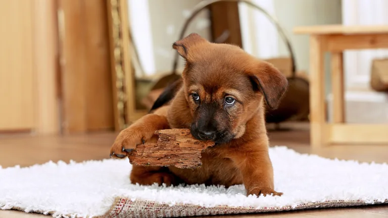 Dogs Keep Chewing Paws