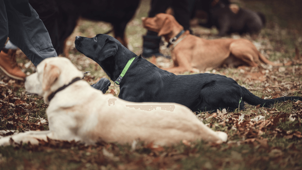 Effective training tools for dog obedience school