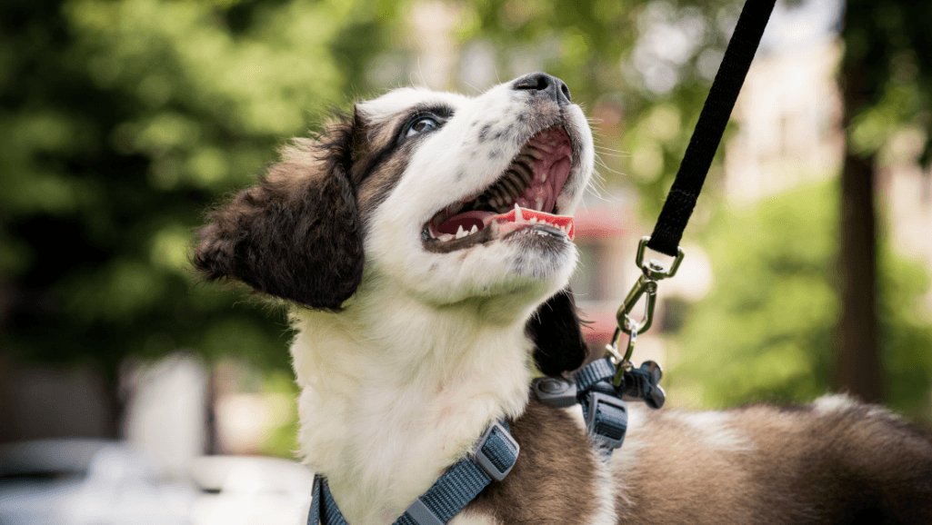 Factors Influencing Puppy Walking Distance