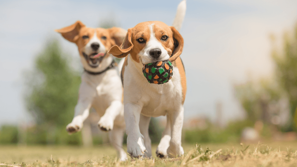 Fun Activities for Dogs
