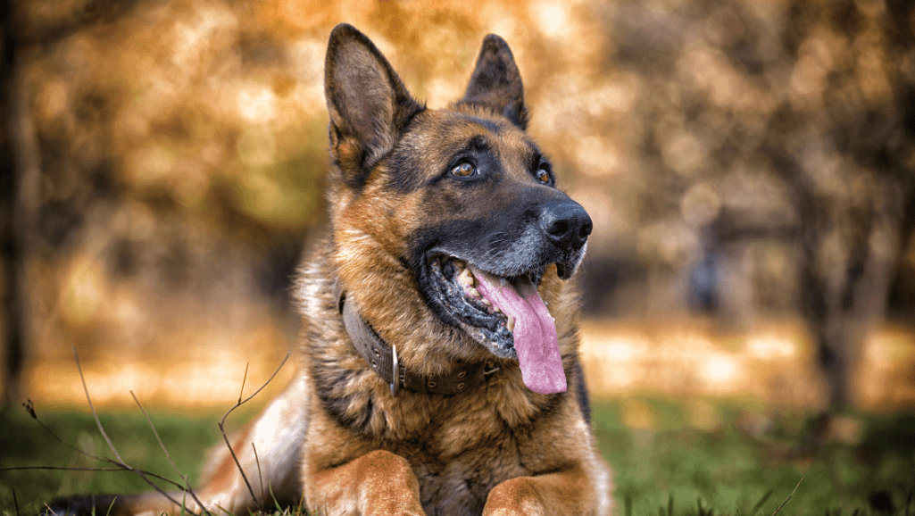 German Shepherd double coat