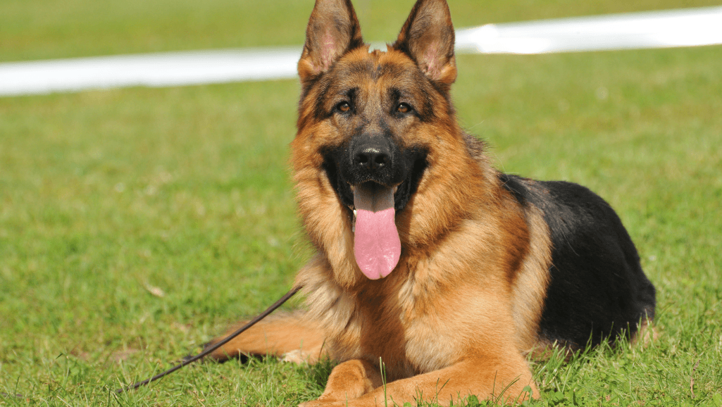 German Shepherd shedding cycle