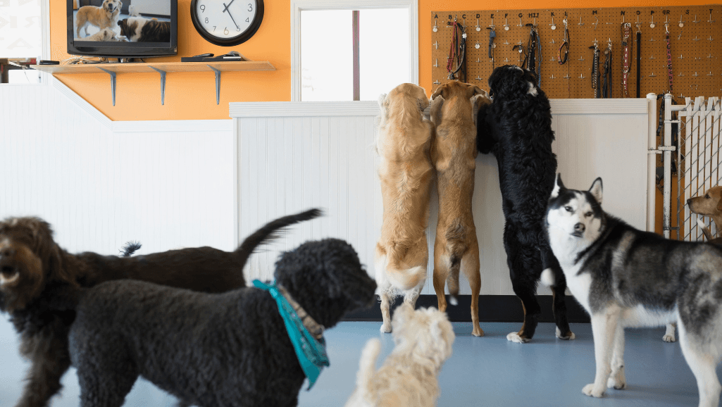 Indoor Canine Play Space Design
